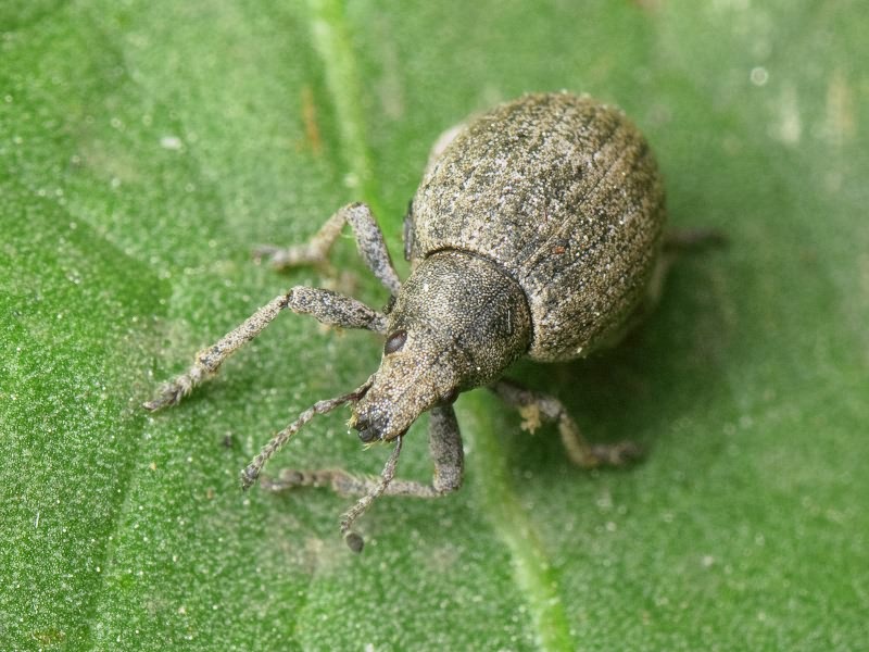 Attactagenus albinus (Boheman, 1833)